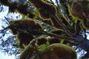 Moss on Trees at North Beach : Haida Gwaii, Fall 2015